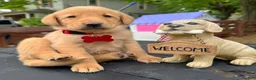 Labrador Retriever dogs for sale: Labrador Retriever Puppy 1 - Ad 19