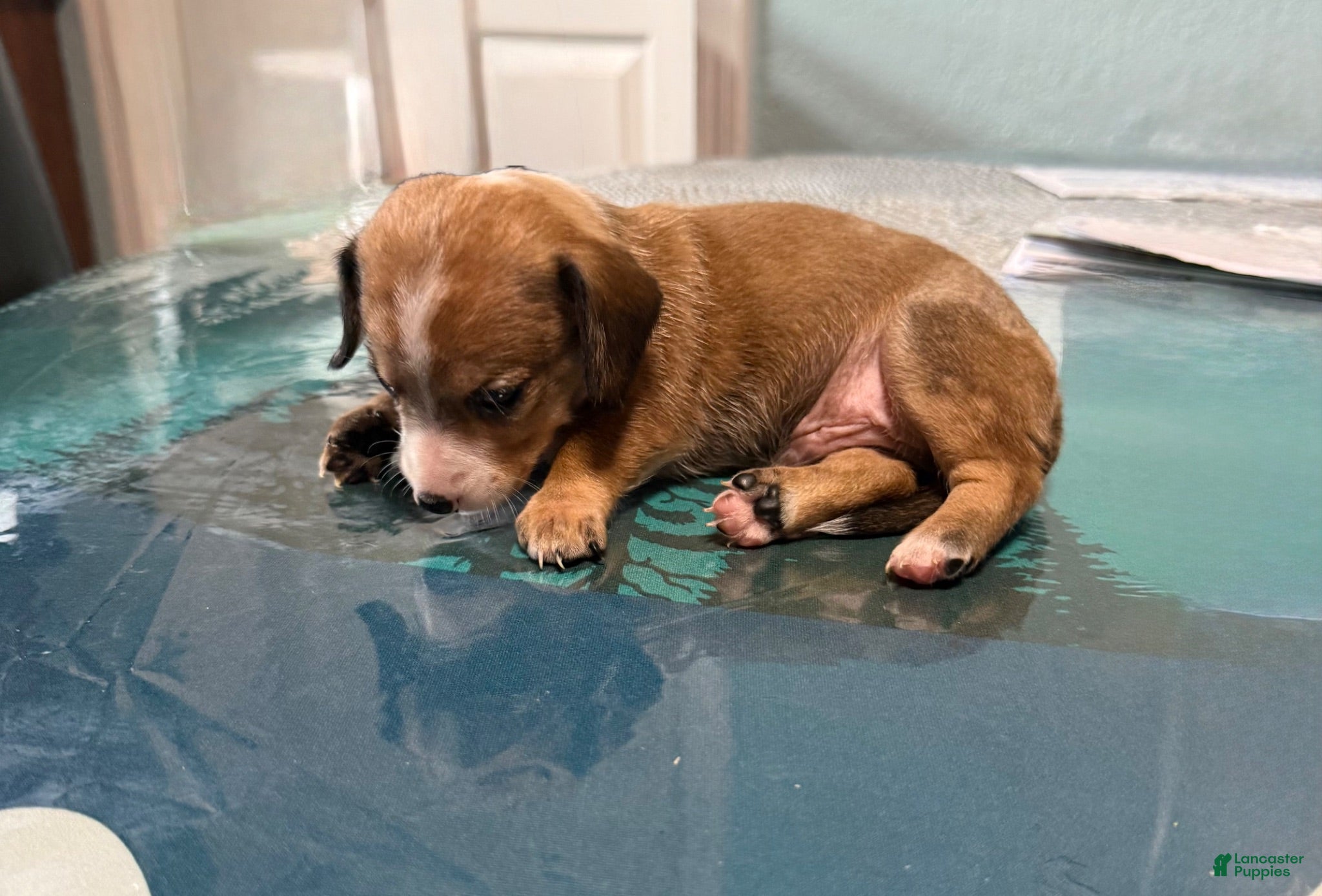 Mixed Breed dogs Bruce - Ad 1