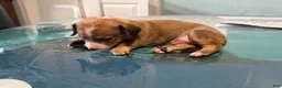 Mixed Breed dogs for sale: Bruce - Ad 3