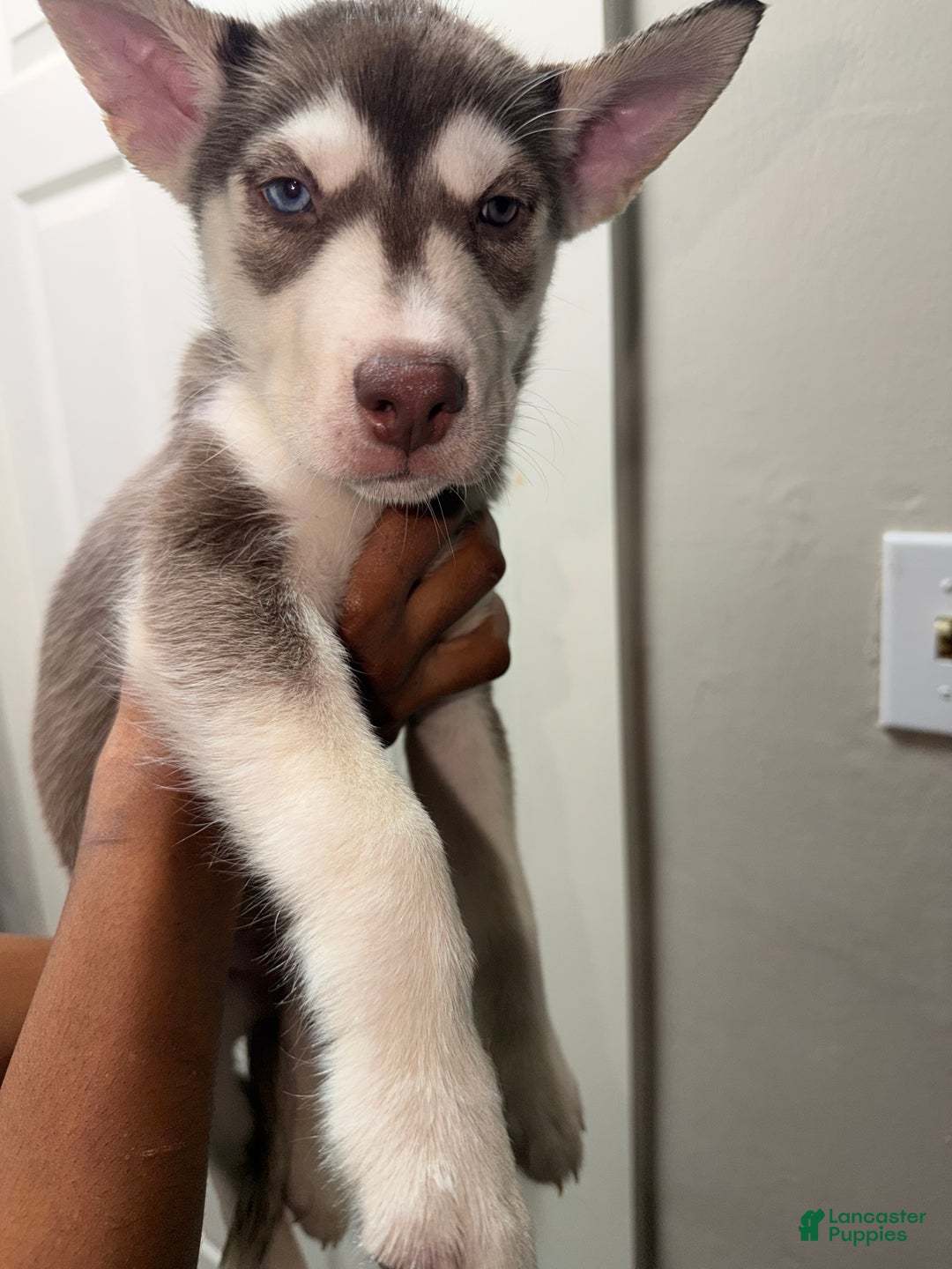 Siberian Husky dogs for sale: Siberian Husky Puppy 5 - Ad 2