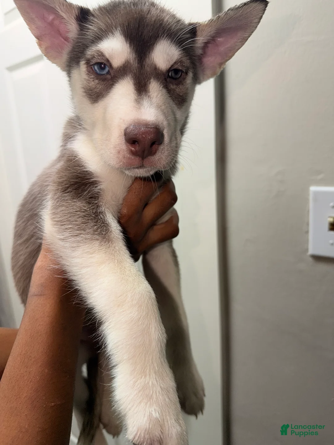 Siberian Husky dogs for sale: Siberian Husky Puppy 5 - Ad 2