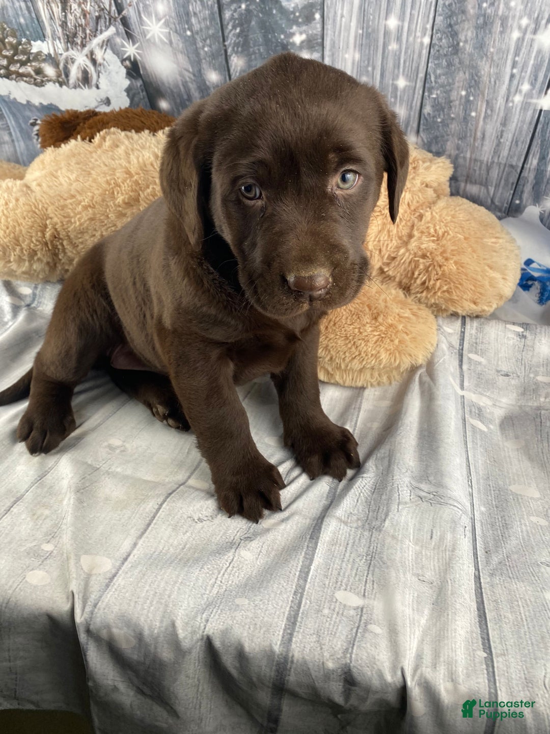 Labrador Retriever dogs for sale: Ava - Ad 13