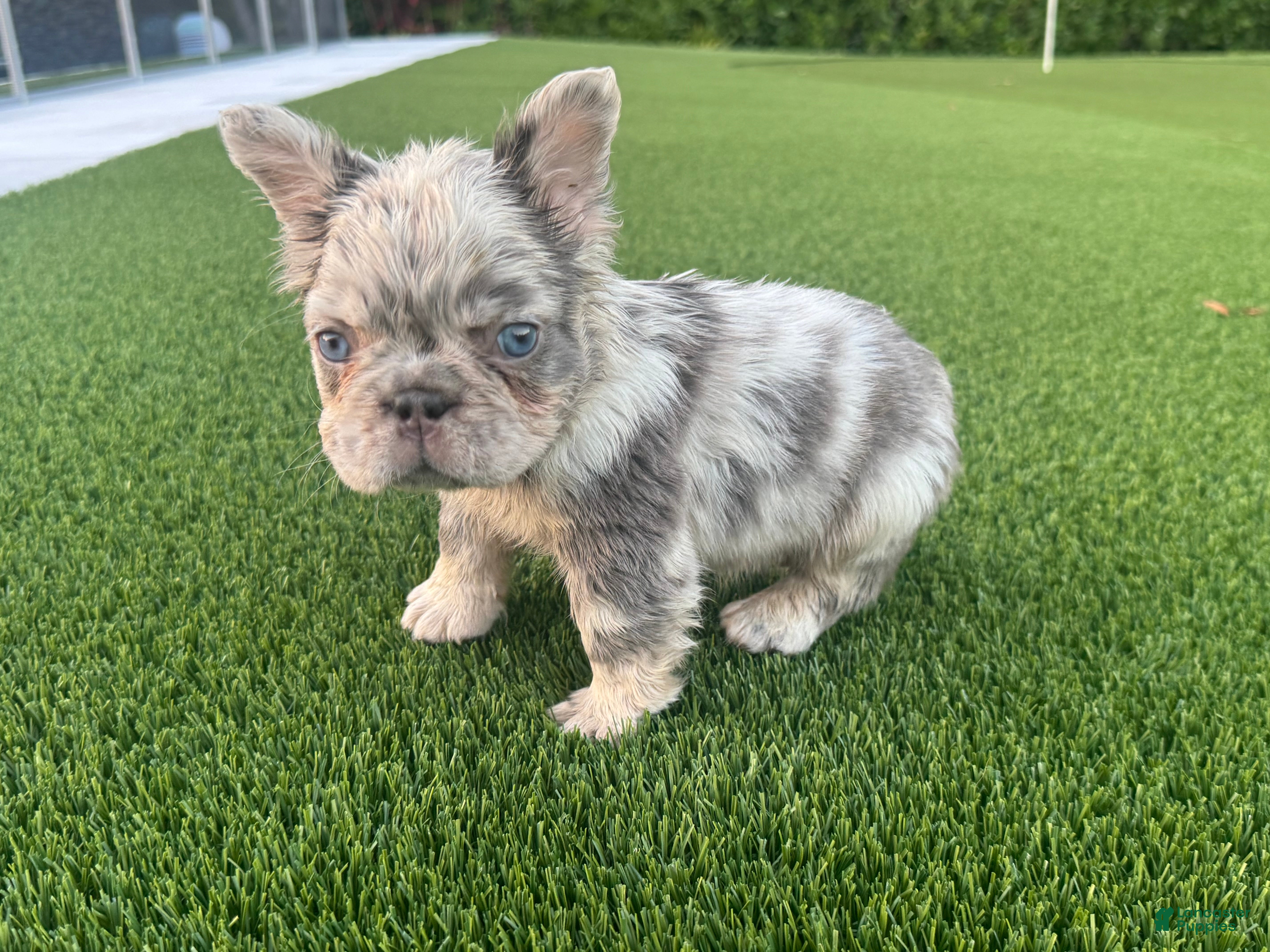 French Bulldog dogs Jetty - Ad 2