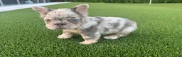 French Bulldog dogs for sale: Jetty - Ad 2