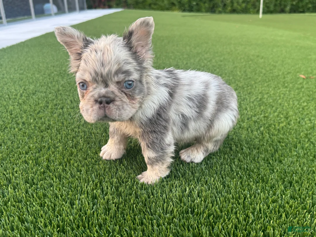 French Bulldog dogs for sale: Jetty - Ad 2