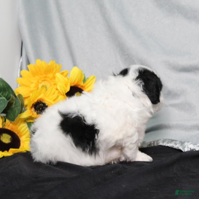 Teddy Bear dogs Oliver - Ad 2