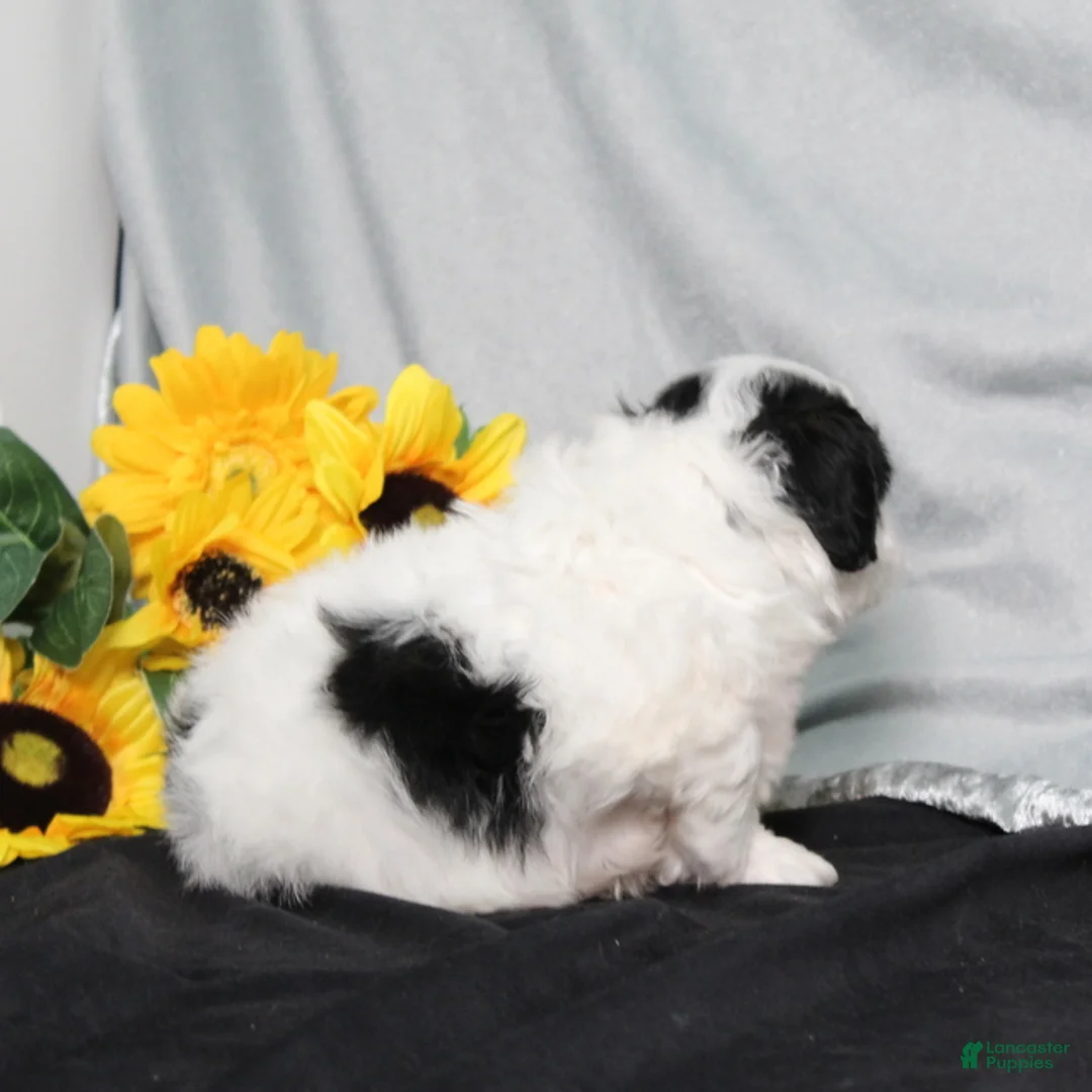 Teddy Bear dogs for sale: Oliver - Ad 2