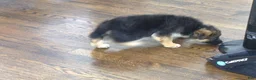 German Shepherd dogs for sale: German Shepherd Green Collar Male Nip Tail - Ad 3