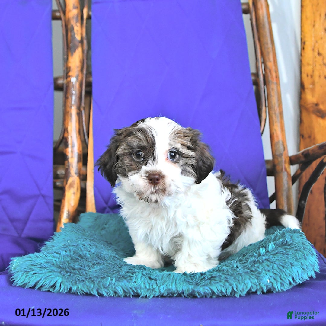 Shih Tzu dogs for sale: Fletcher - Ad 1