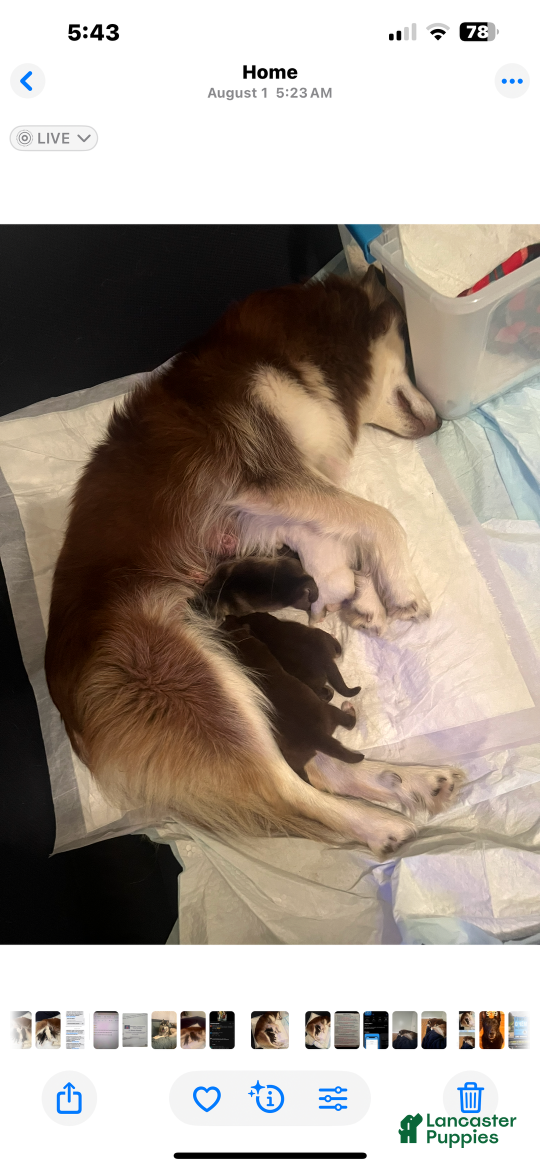 Alaskan Malamute dogs for sale: Alaskan Malamute Puppy 2 - Ad 2