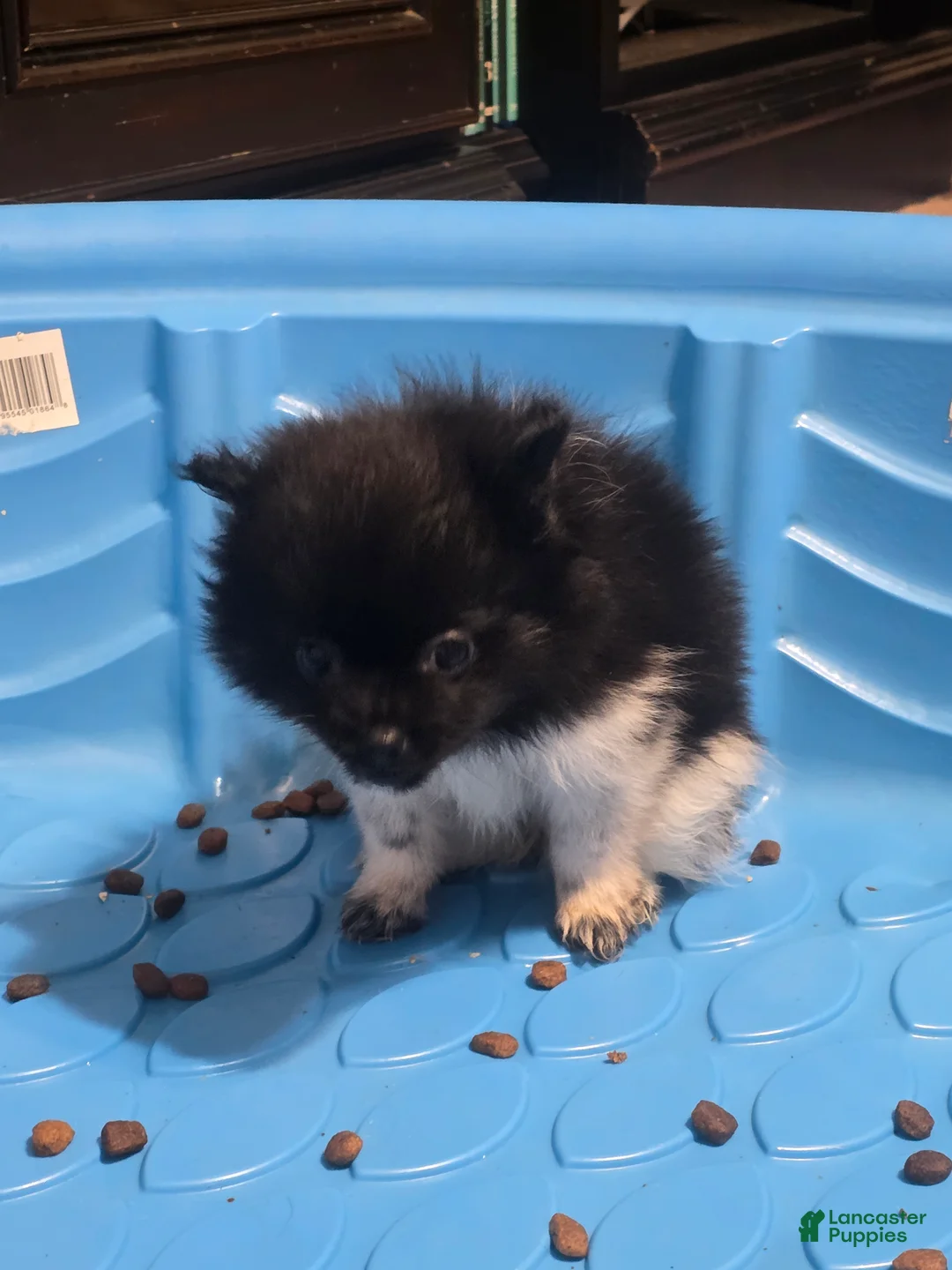 Pomeranian dogs for sale: Pomeranian Puppy 2 - Ad 2