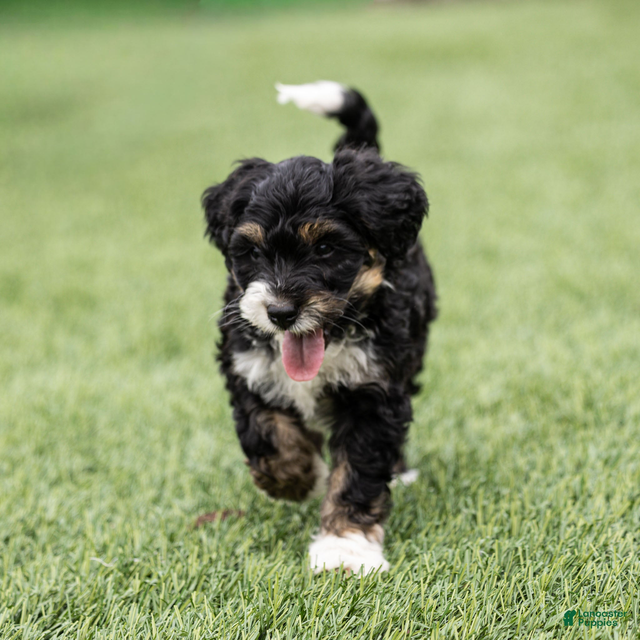 Bernedoodle dogs Beau Bernedoodle Puppy  - Ad 2