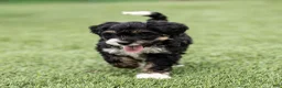 Bernedoodle dogs for sale: Beau Bernedoodle Puppy  - Ad 4