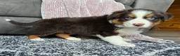 Australian Shepherd dogs for sale: Einstein  - Ad 9