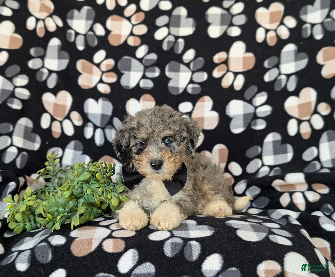 Mini Bernedoodle dogs for sale: Cabe Hypoallergenic - Ad 5