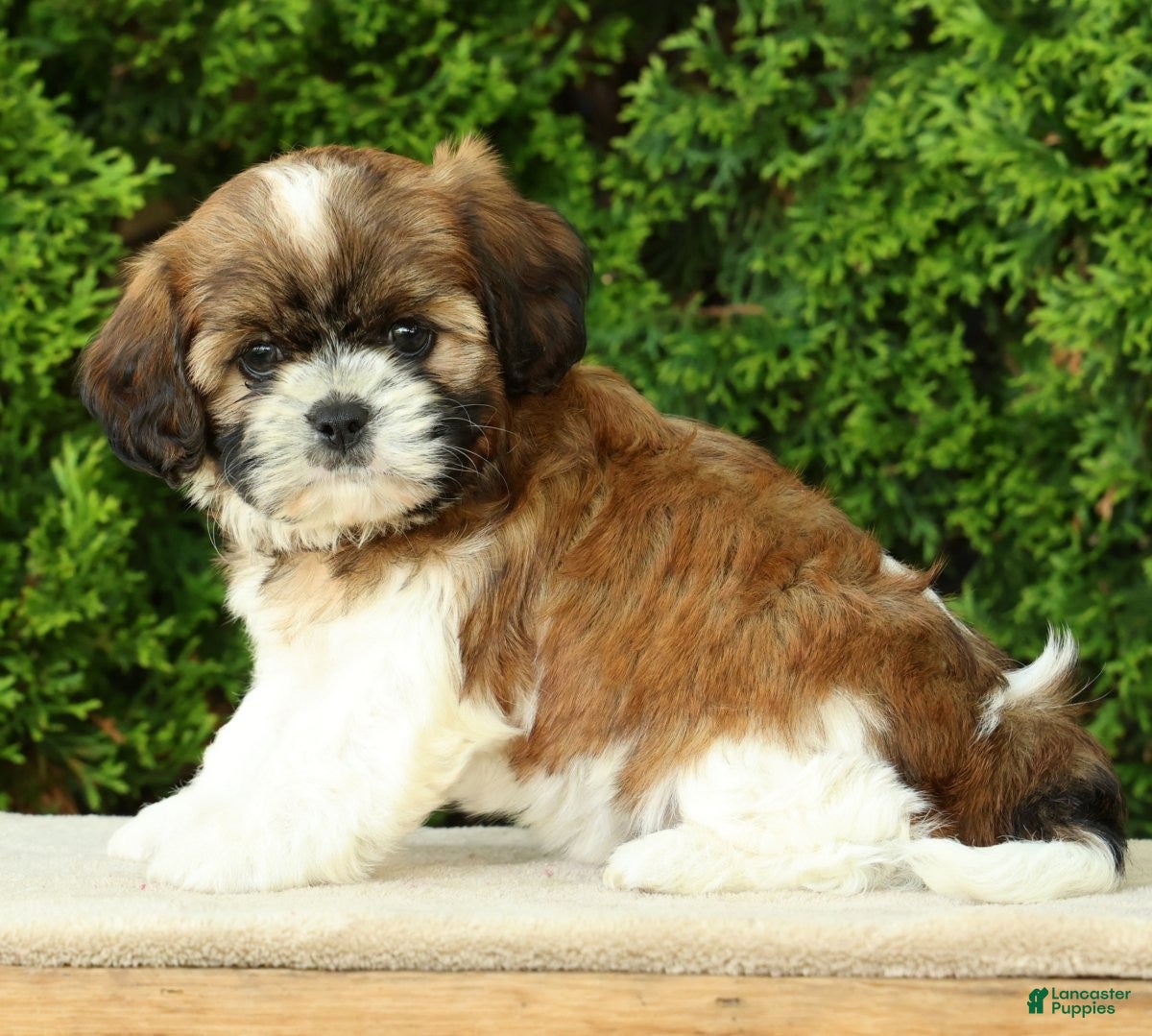 Mixed Breed dogs for sale: Winnie - Ad 5