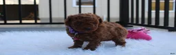 Toy Poodle dogs for sale: Maggie  - Ad 5