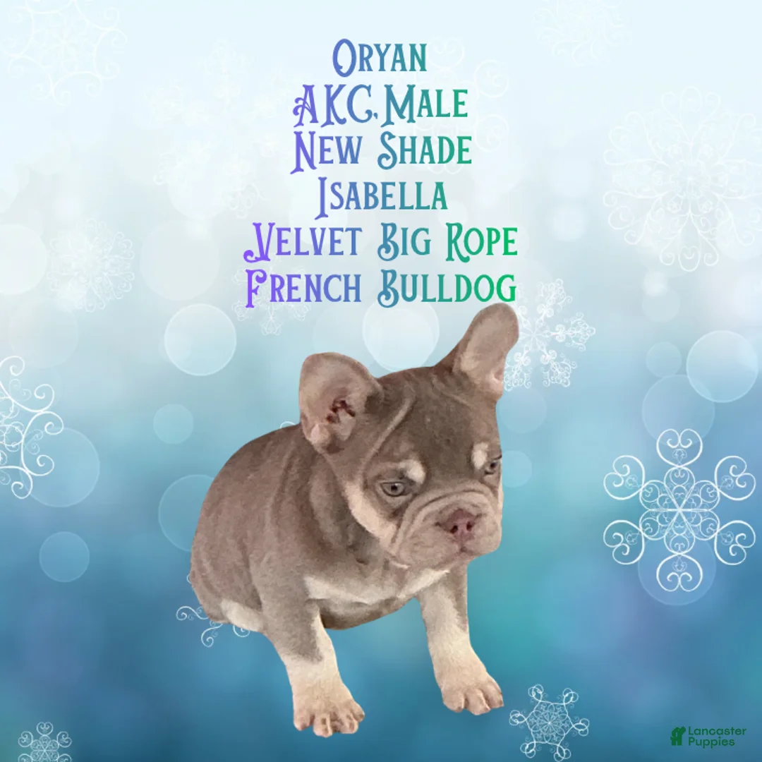 French Bulldog dogs for sale: Orion “Rare Visual Big Rope Frenchie with Tan Points & a Story to Tell” - Ad 5