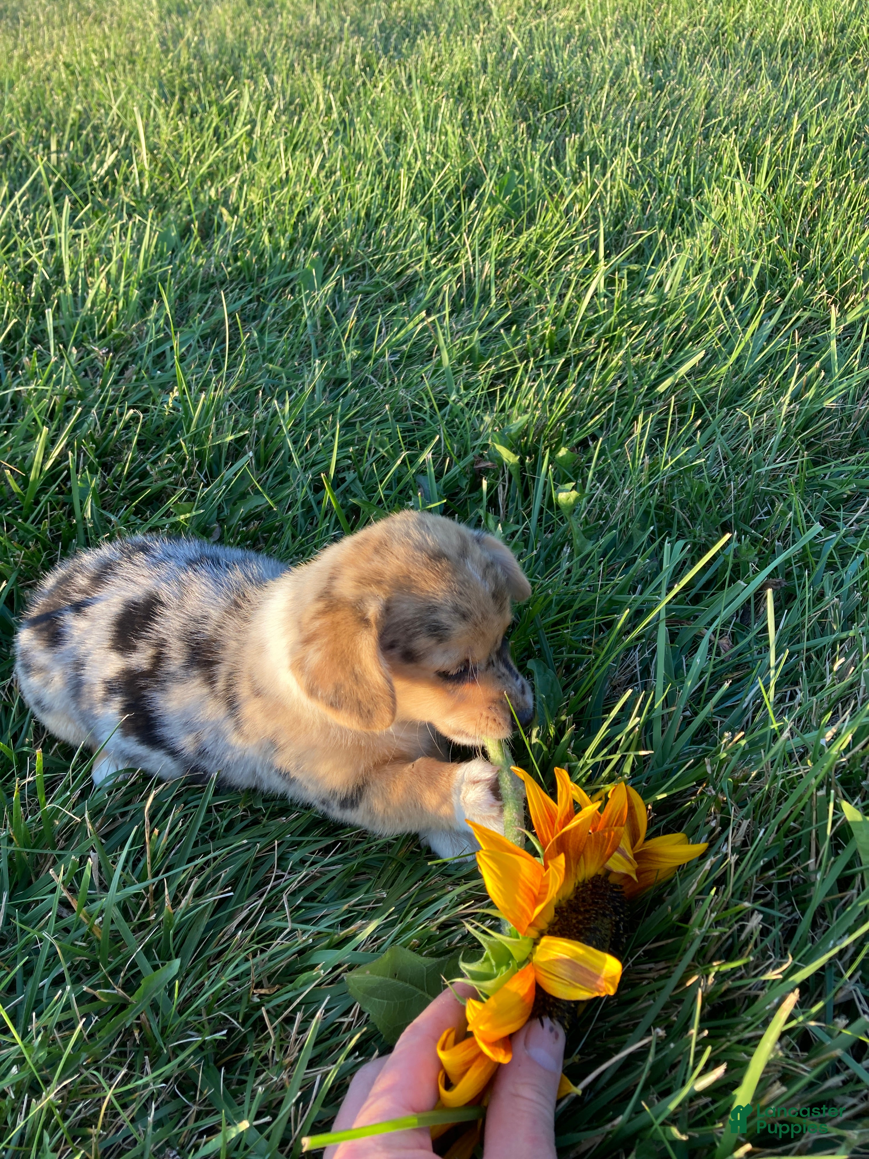 Corgipoo dogs Bella  - Ad 2