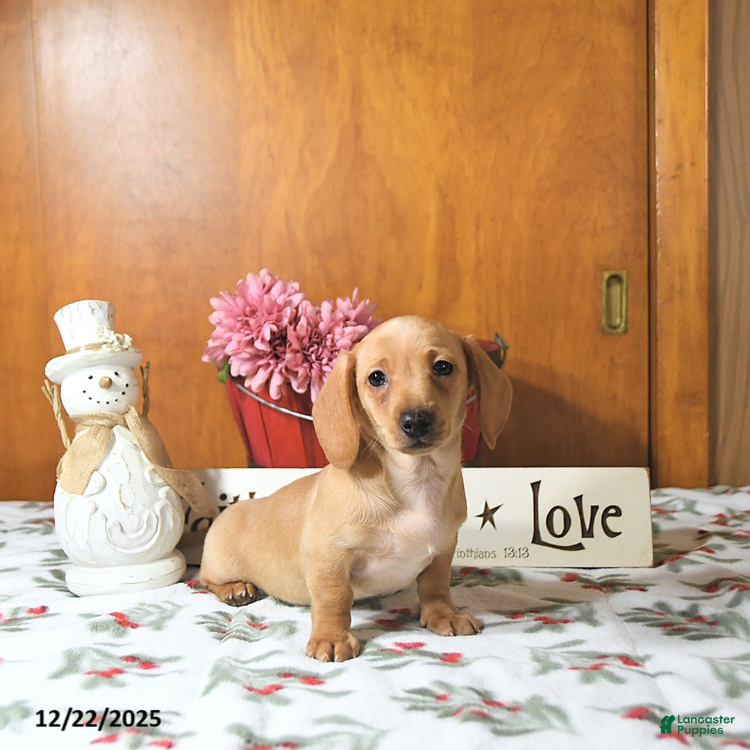 Miniature Dachshund dogs for sale: Benny - Ad 10