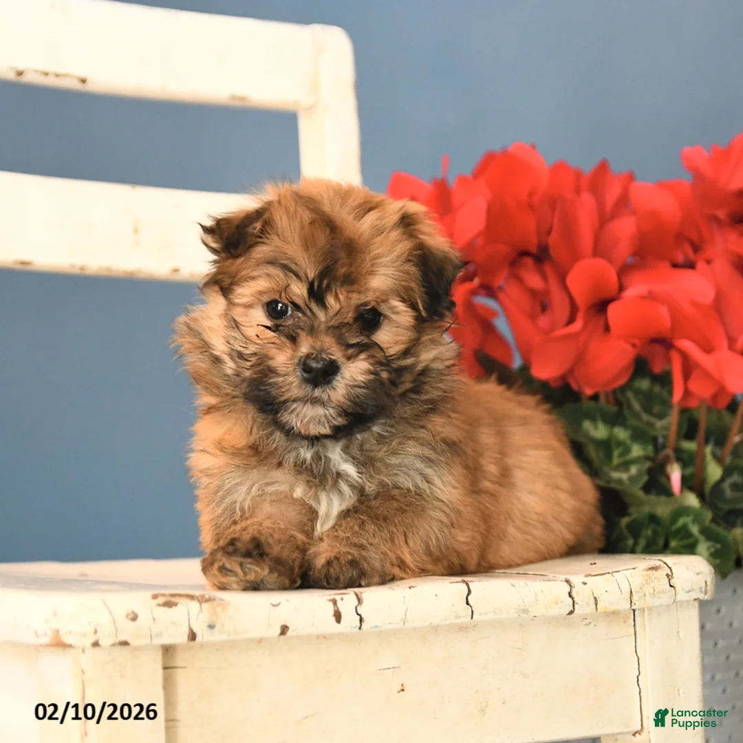 Havanese dogs for sale: Princess - Ad 3