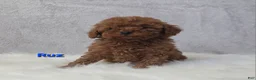 Miniature Poodle dogs for sale: Ruz - Ad 2