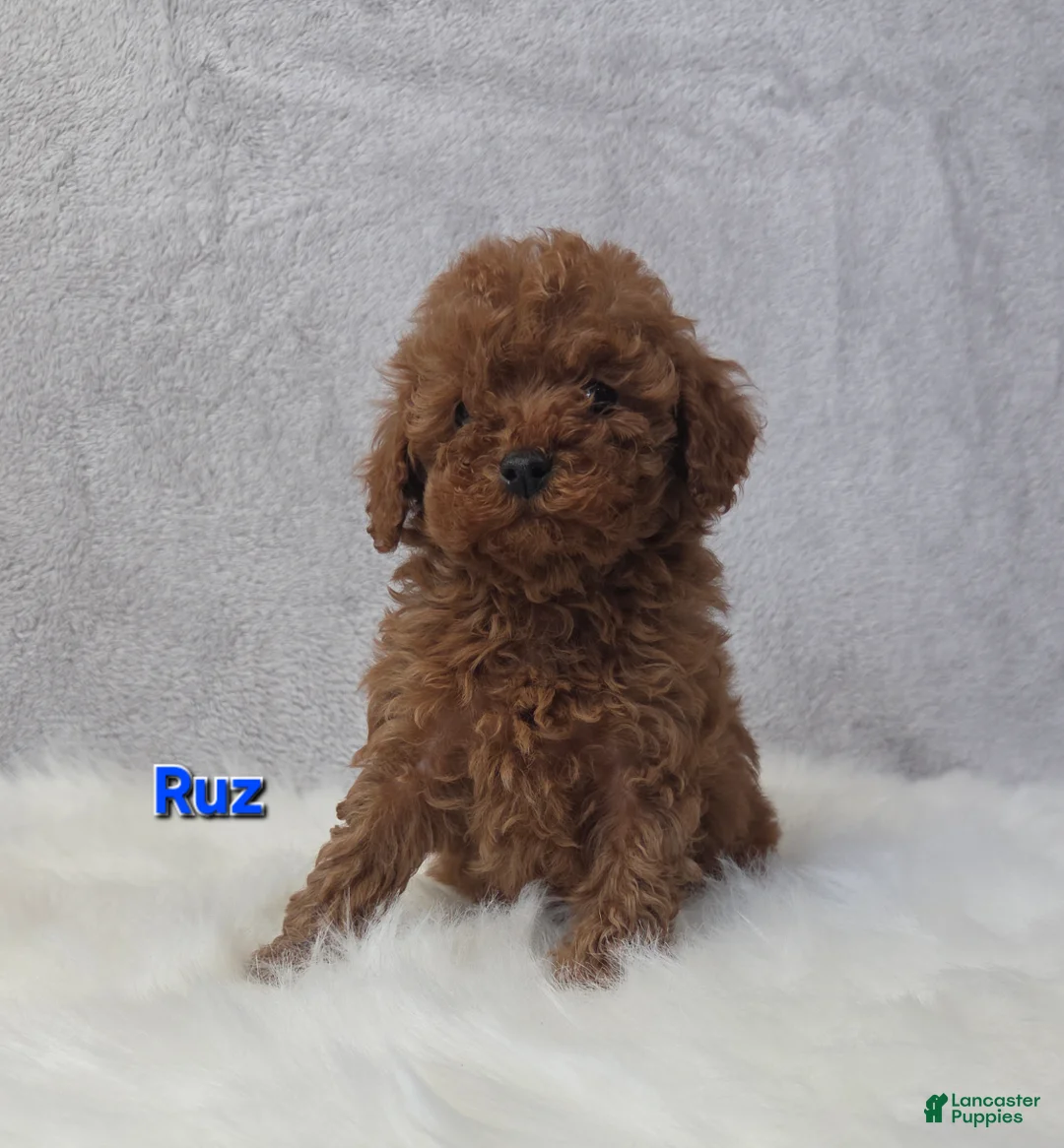 Miniature Poodle dogs for sale: Ruz - Ad 2