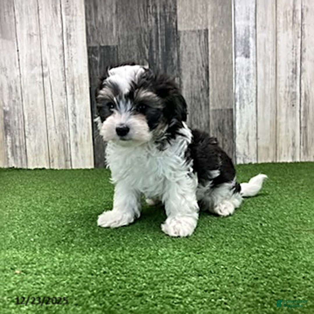 Maltipoo dogs for sale: Molly - Ad 4