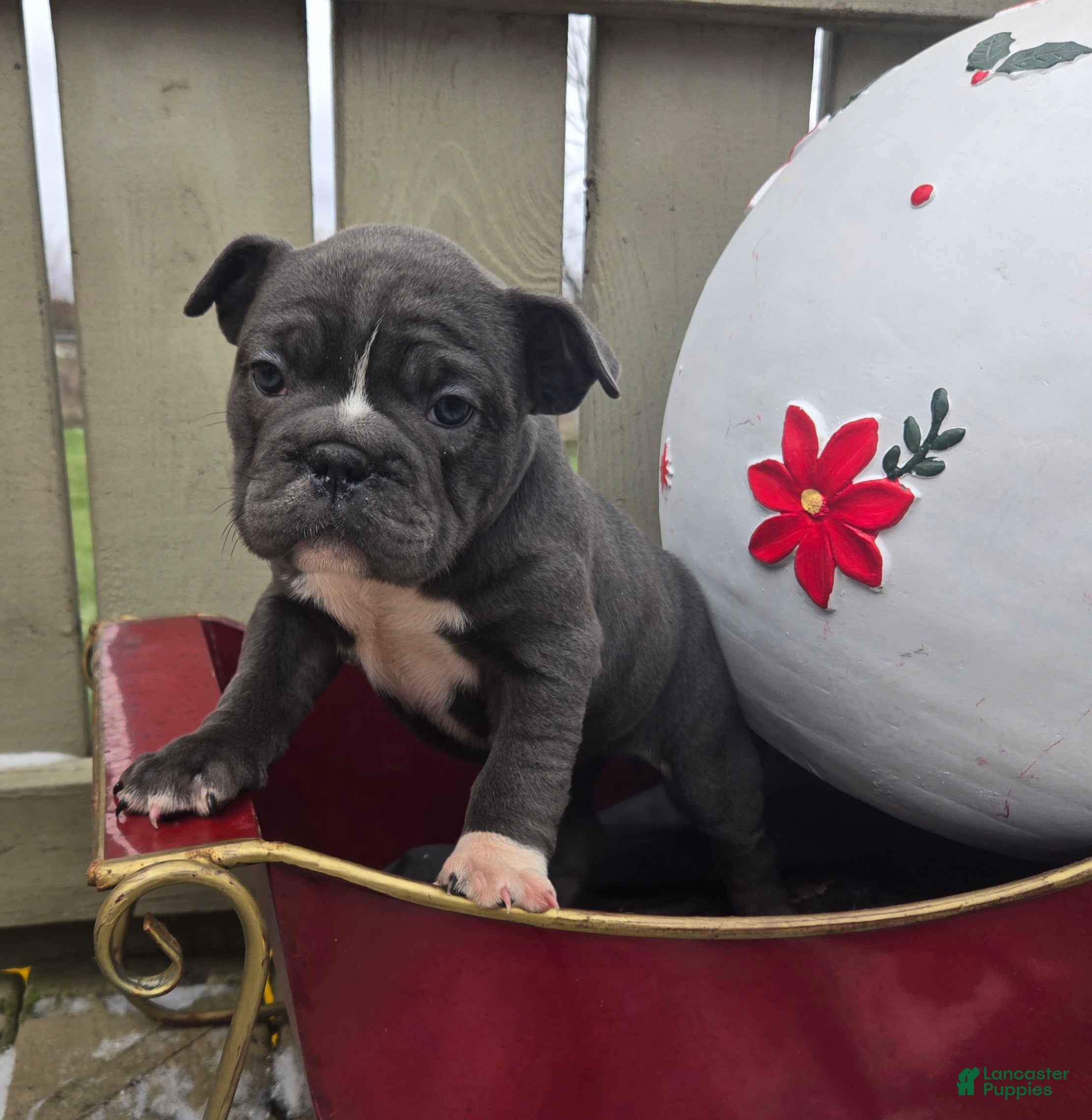 French Bulldog dogs Grace - Ad 2