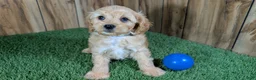 Cavapoo dogs for sale: Kellee Boy 1 - Ad 3