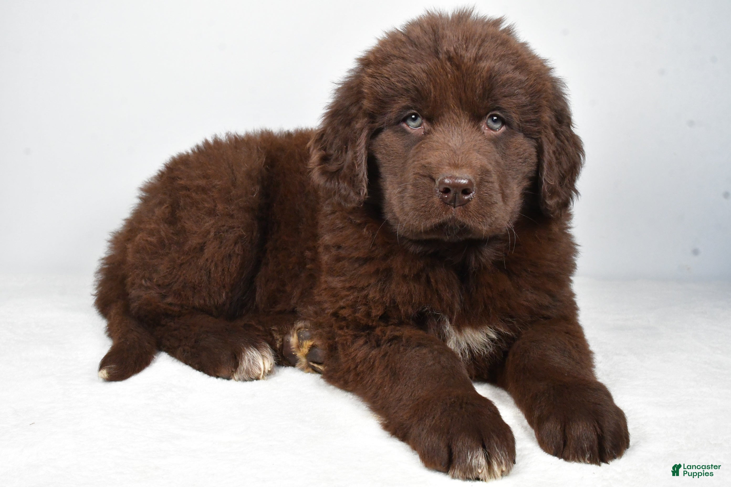 Newfoundland dogs Luna - Ad 21