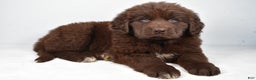 Newfoundland dogs for sale: Luna - Ad 1
