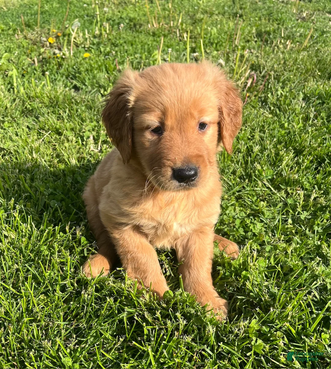 Golden Retriever dogs for sale: Mikey - Ad 1