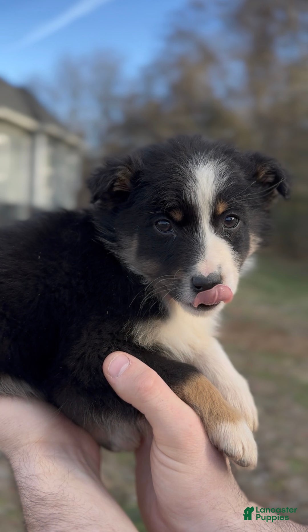 Miniature Australian Shepherd dogs for sale: Ranger - Ad 2