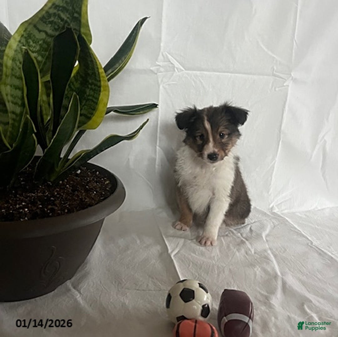 Shetland Sheepdog dogs for sale: Austin - Ad 2