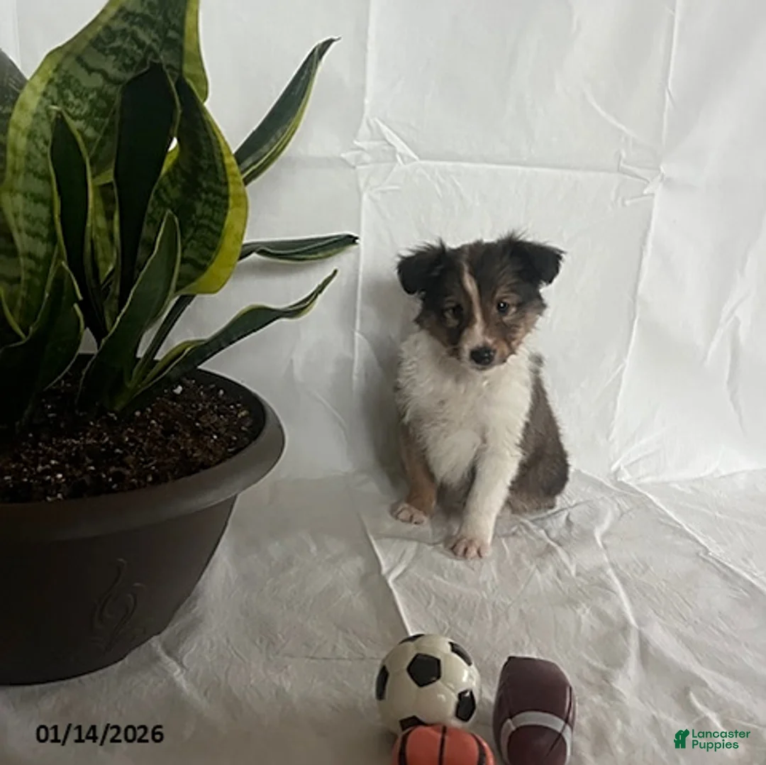 Shetland Sheepdog dogs for sale: Austin - Ad 2