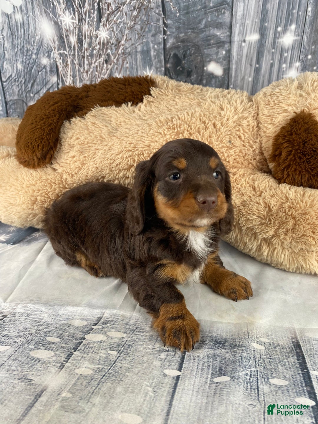Miniature Dachshund dogs for sale: Kobe - Ad 3