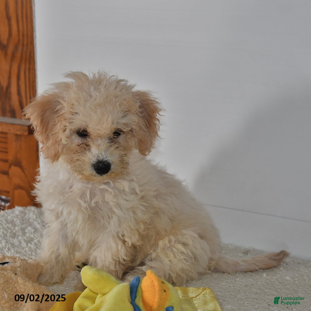 Bichpoo dogs for sale: Cinderella - Ad 21