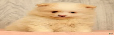 Petunia