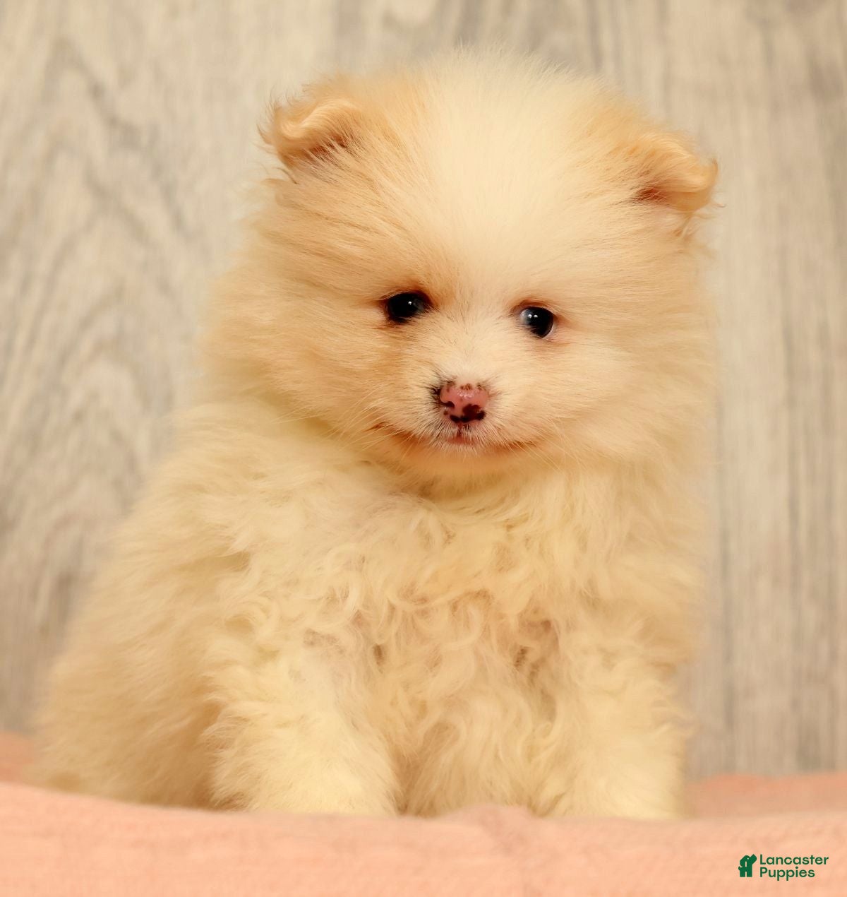 Pomeranian dogs for sale: Petunia - Ad 5
