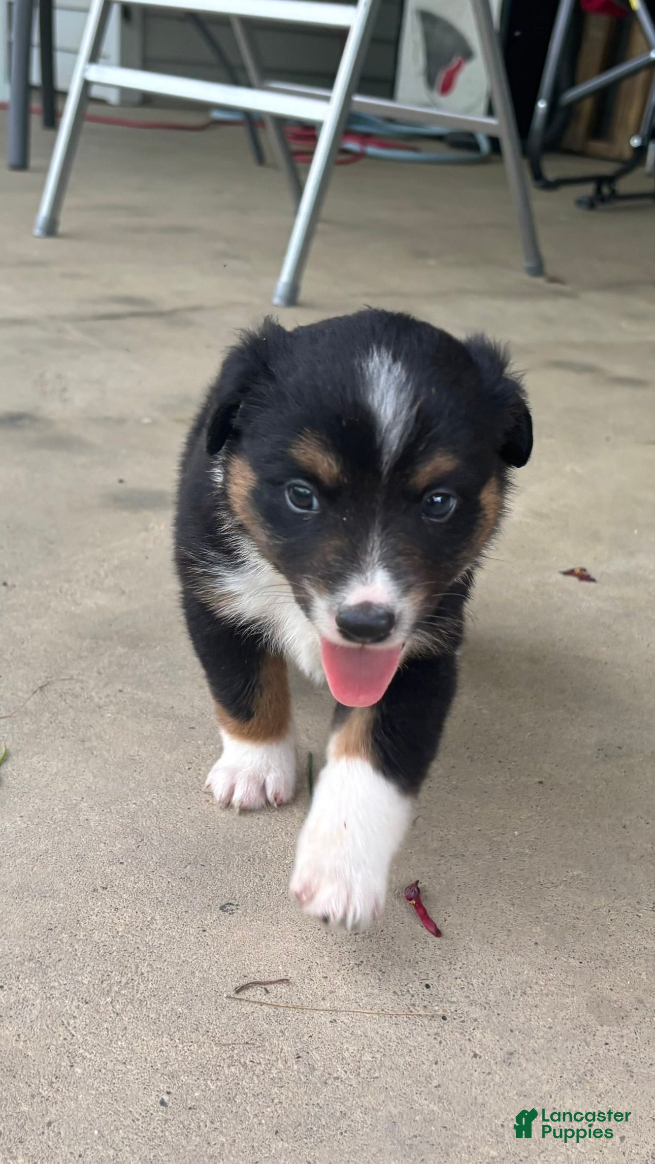 Miniature Australian Shepherd dogs #11 Black Tri Male - Ad 26