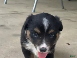 Miniature Australian Shepherd dogs #11 Black Tri Male - Ad 26