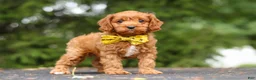 Cavapoo dogs for sale: Jagger - Ad 3