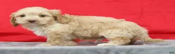 Cavapoo dogs for sale: Cody - Ad 8