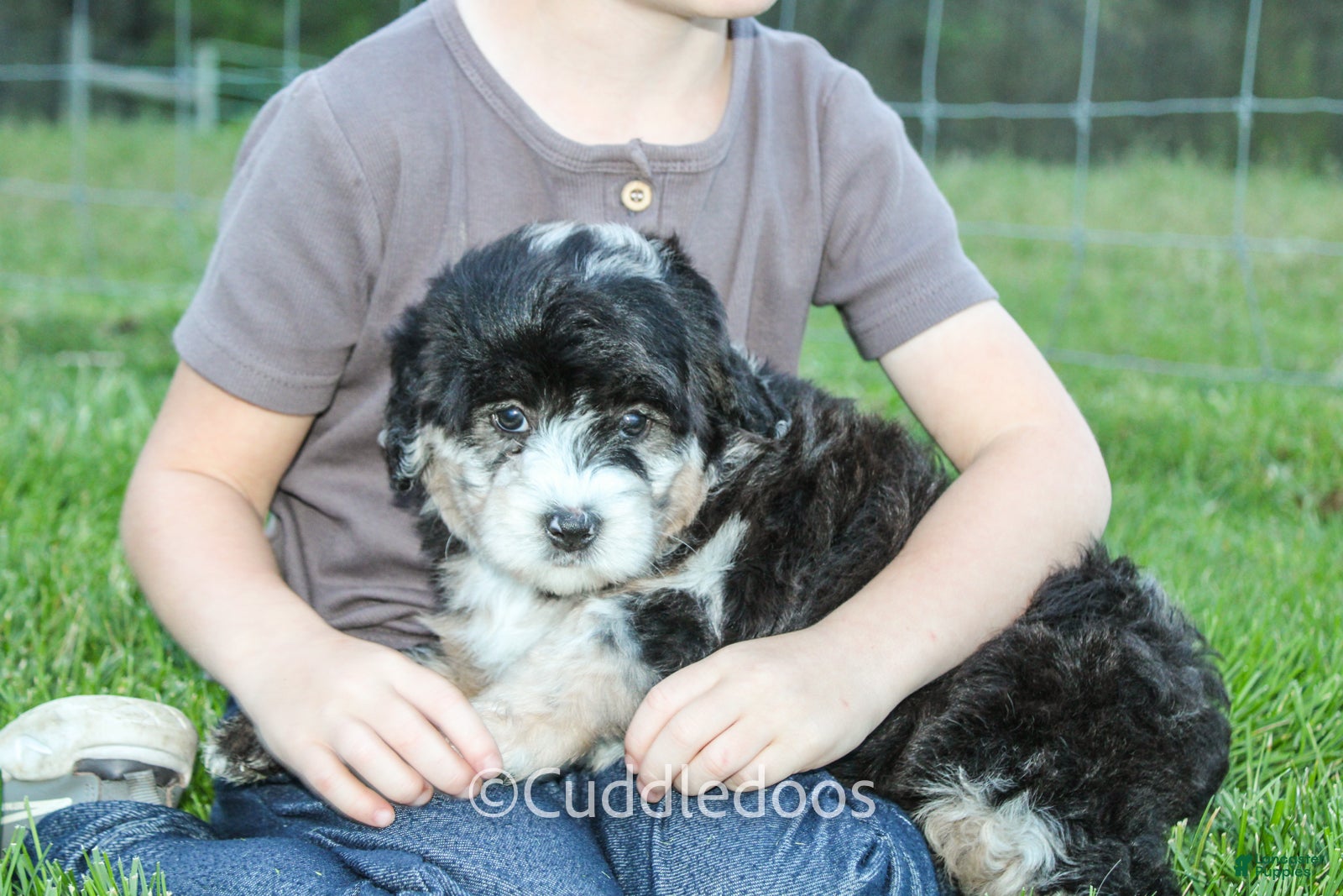 Mini Sheepadoodle dogs Dahlia - Ad 2