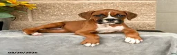 Boxer dogs for sale: Brianna - Ad 3