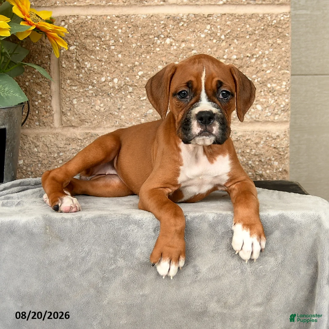 Boxer dogs for sale: Brianna - Ad 3