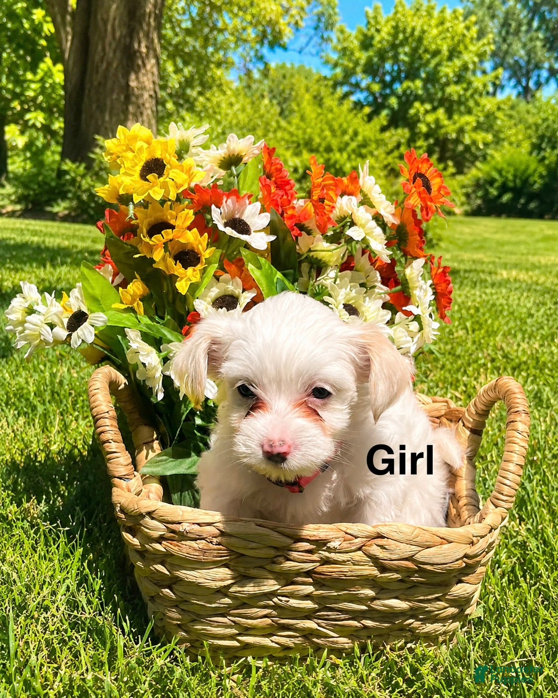 Mixed Breed dogs Angel  - Ad 5