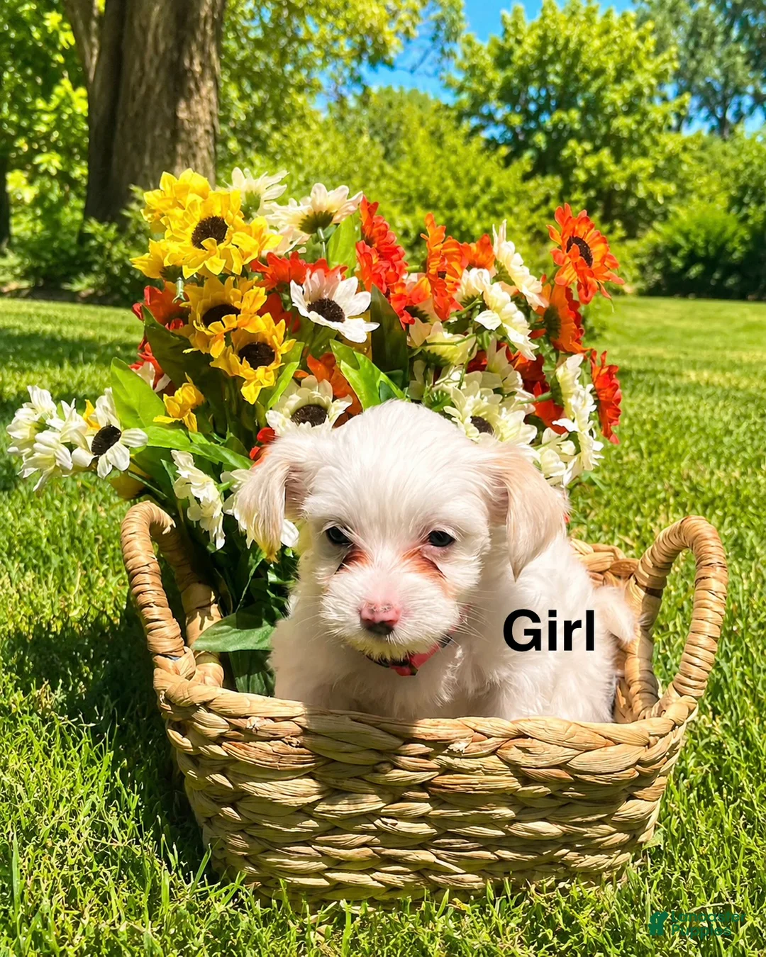 Mixed Breed dogs for sale: Angel  - Ad 1