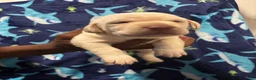 Labrador Retriever dogs for sale: Brittany (pink)  - Ad 1